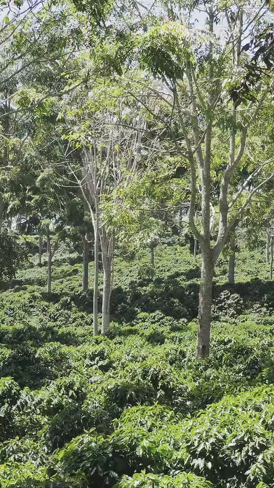 Video preview image